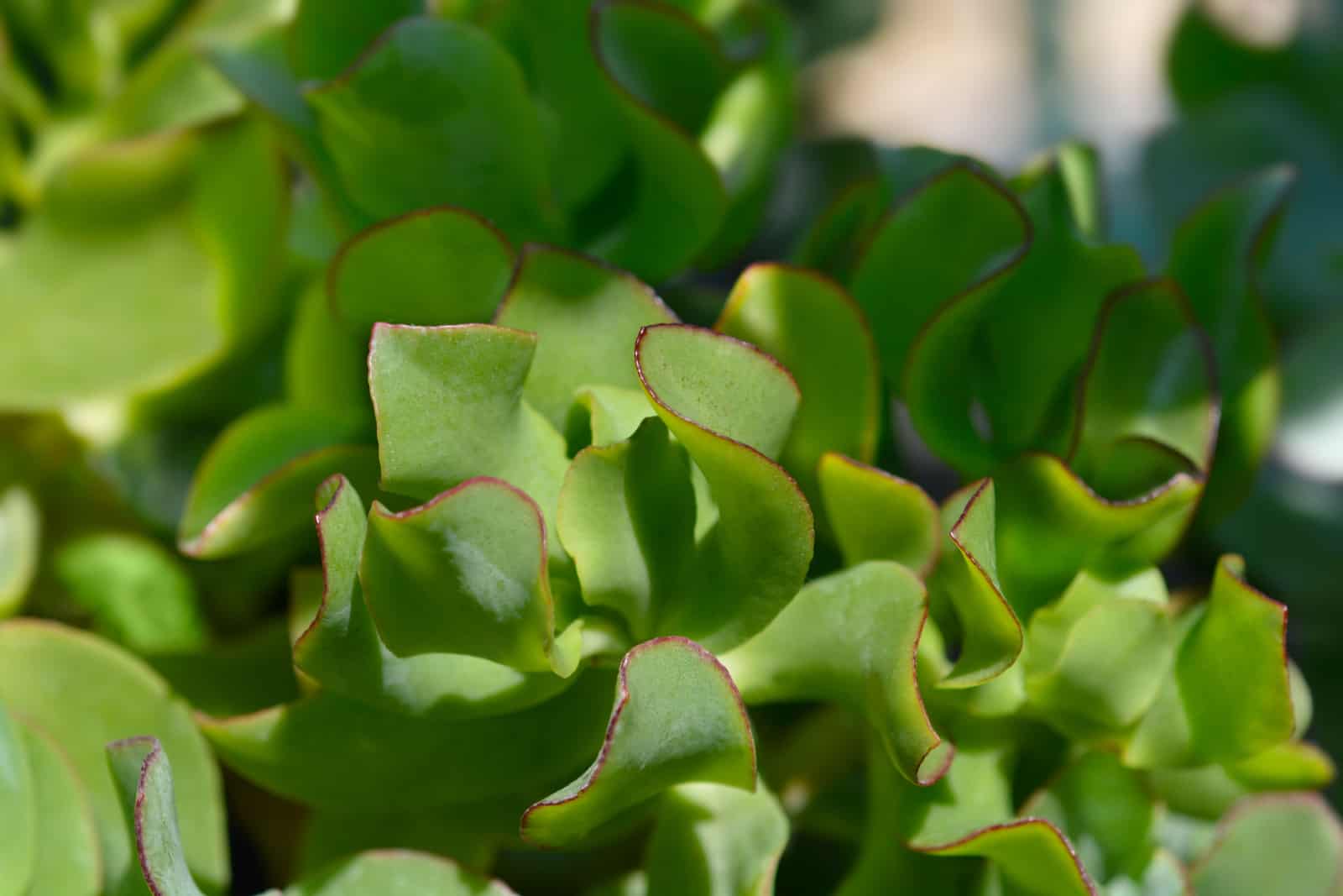 Ripple jade plant leaves - Latin name - Crassula arborescens subsp. undulatifolia