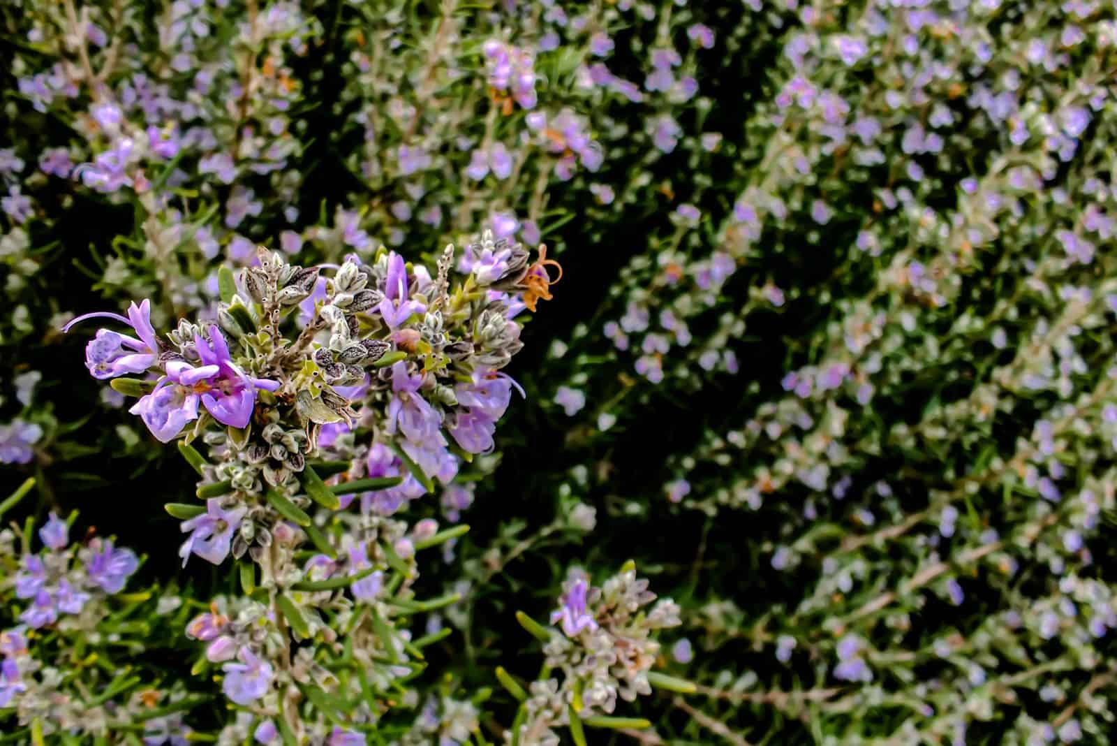 Rosemary with purple flowers