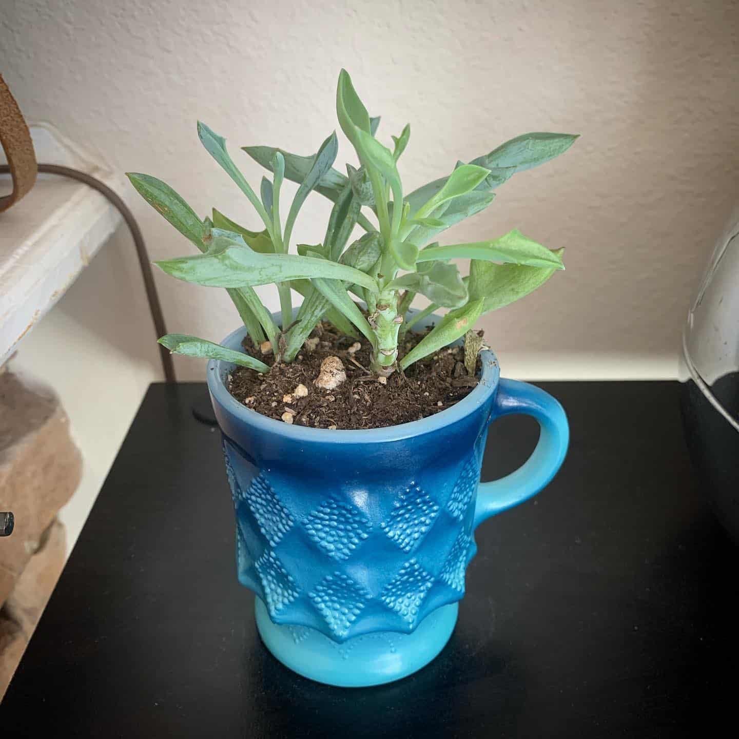 SENECIO KLEINIIFORMIS plant in a blue cup