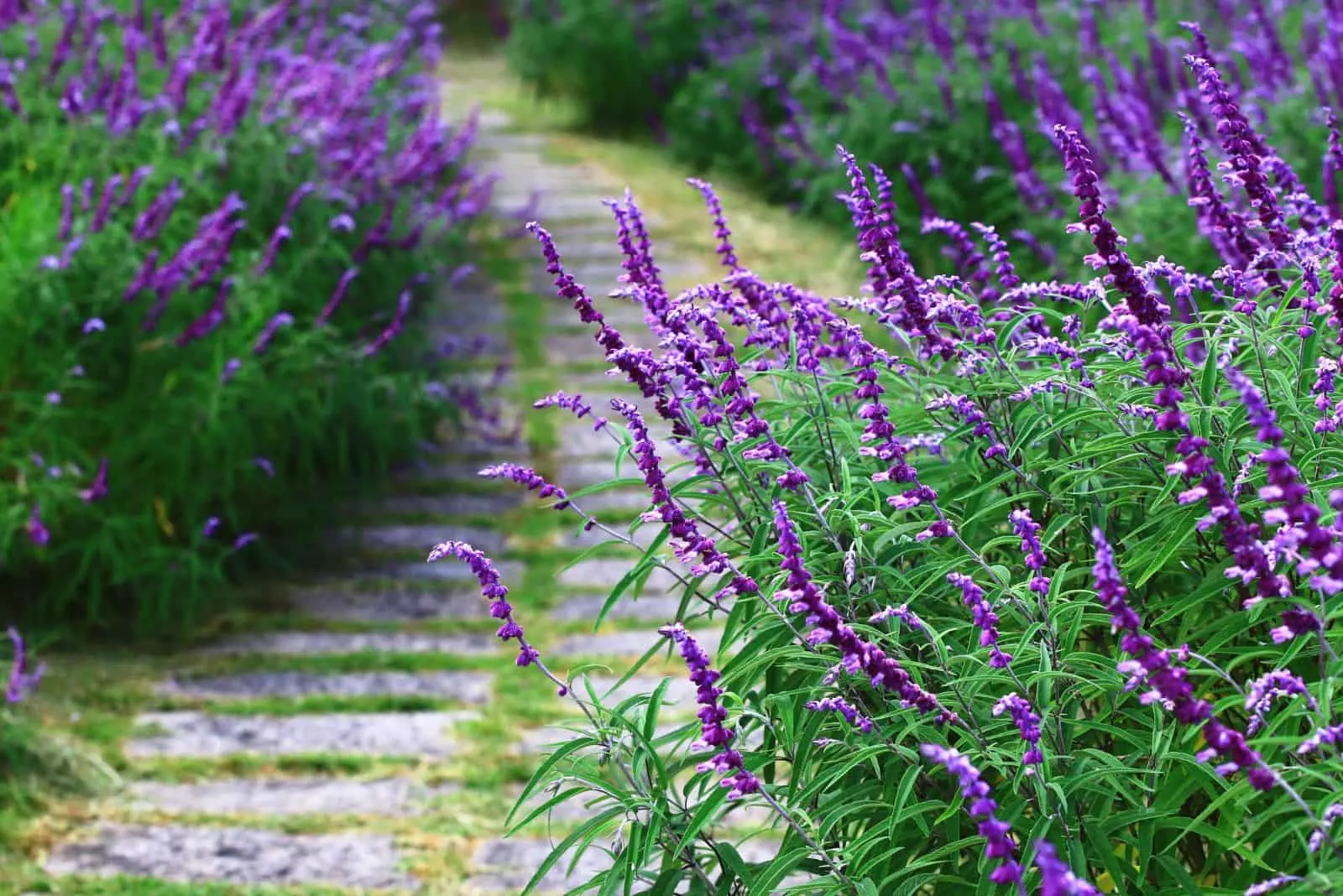 Sage with purple flowers