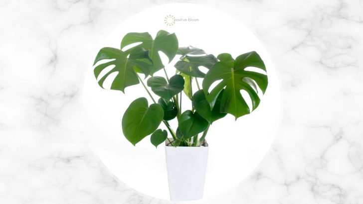 Scale On Monstera: How To Recognize & Get Rid Of Pesky Pests