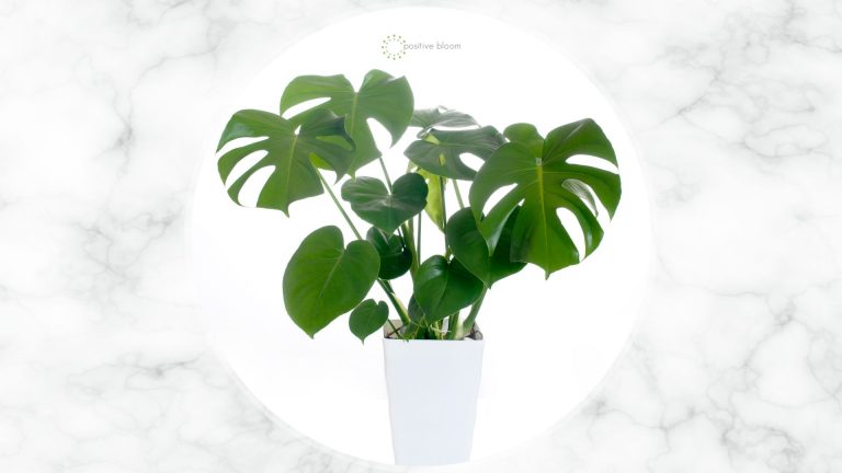 Monstera plant
