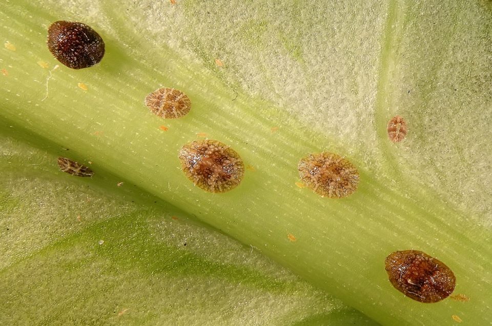 Scale On Monstera: How To Recognize & Get Rid Of Pesky Pests