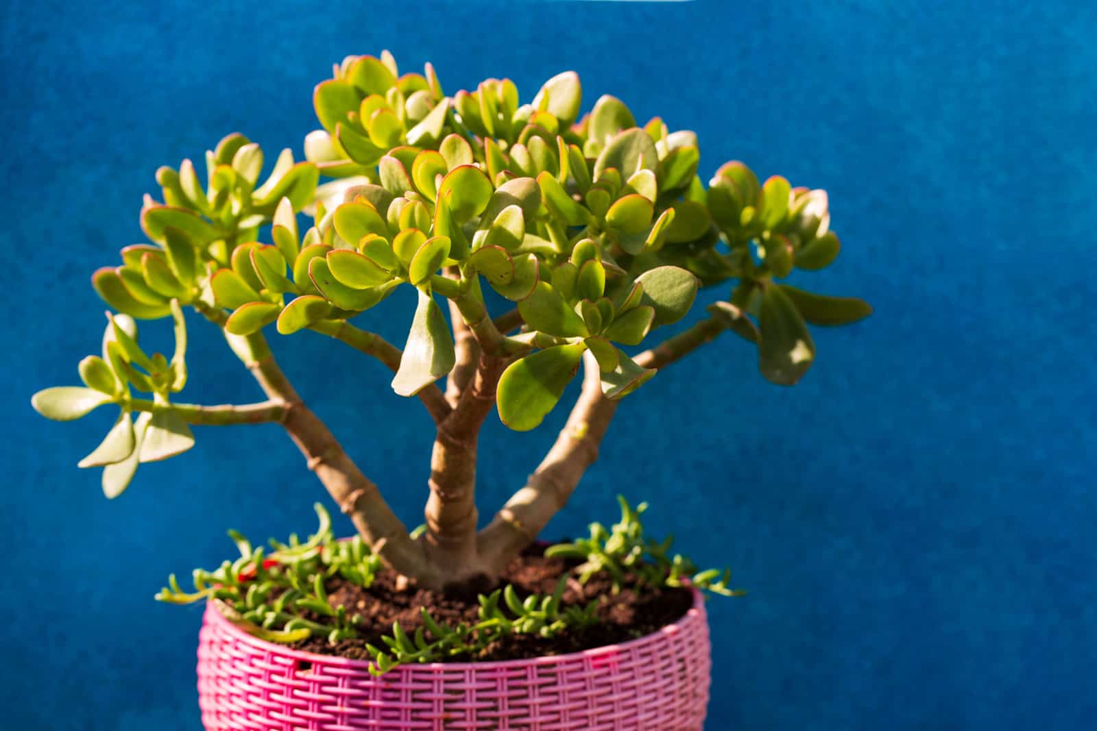 Selective focus of crassula ovata (Jade Plant, Money Plant) succulent plant