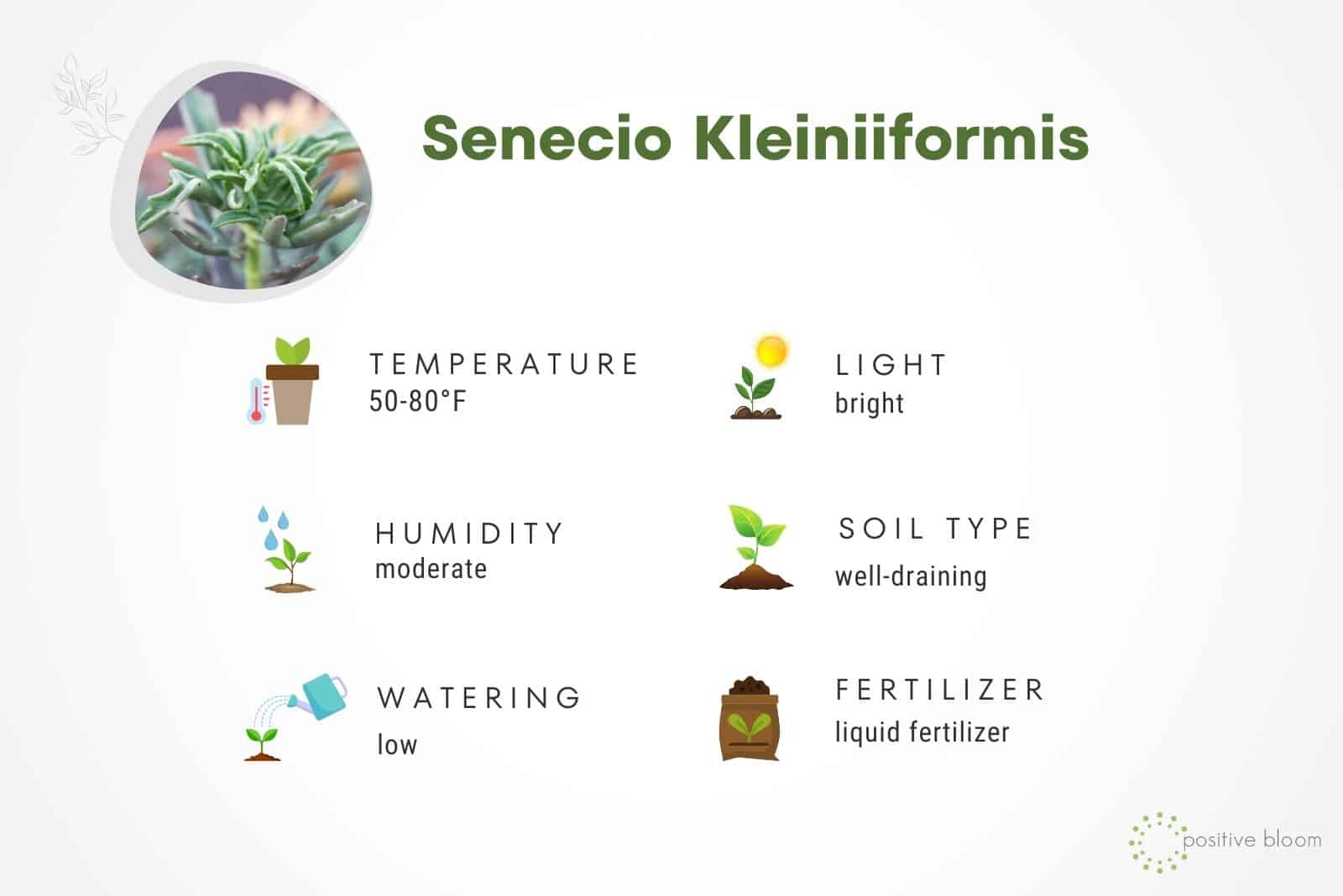 Senecio Kleiniiformis care guide