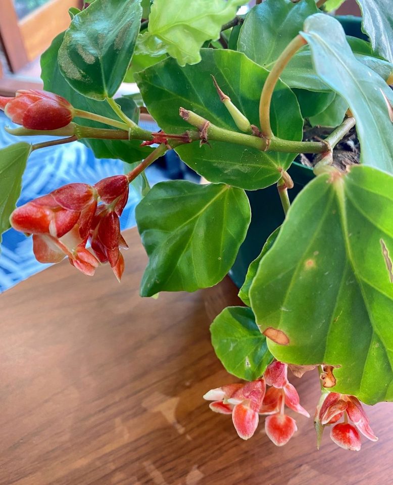 9 Best Types Of Trailing Begonias + The Complete Care Guide