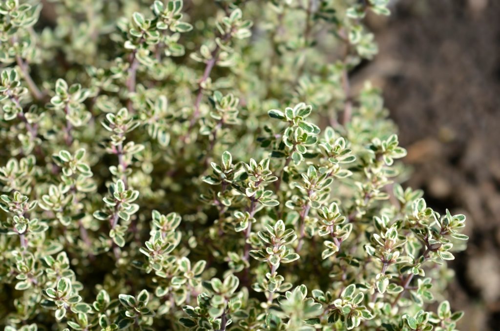 It’s Thyme Time! 15 Types Of Thyme To Spruce Up Your Garden