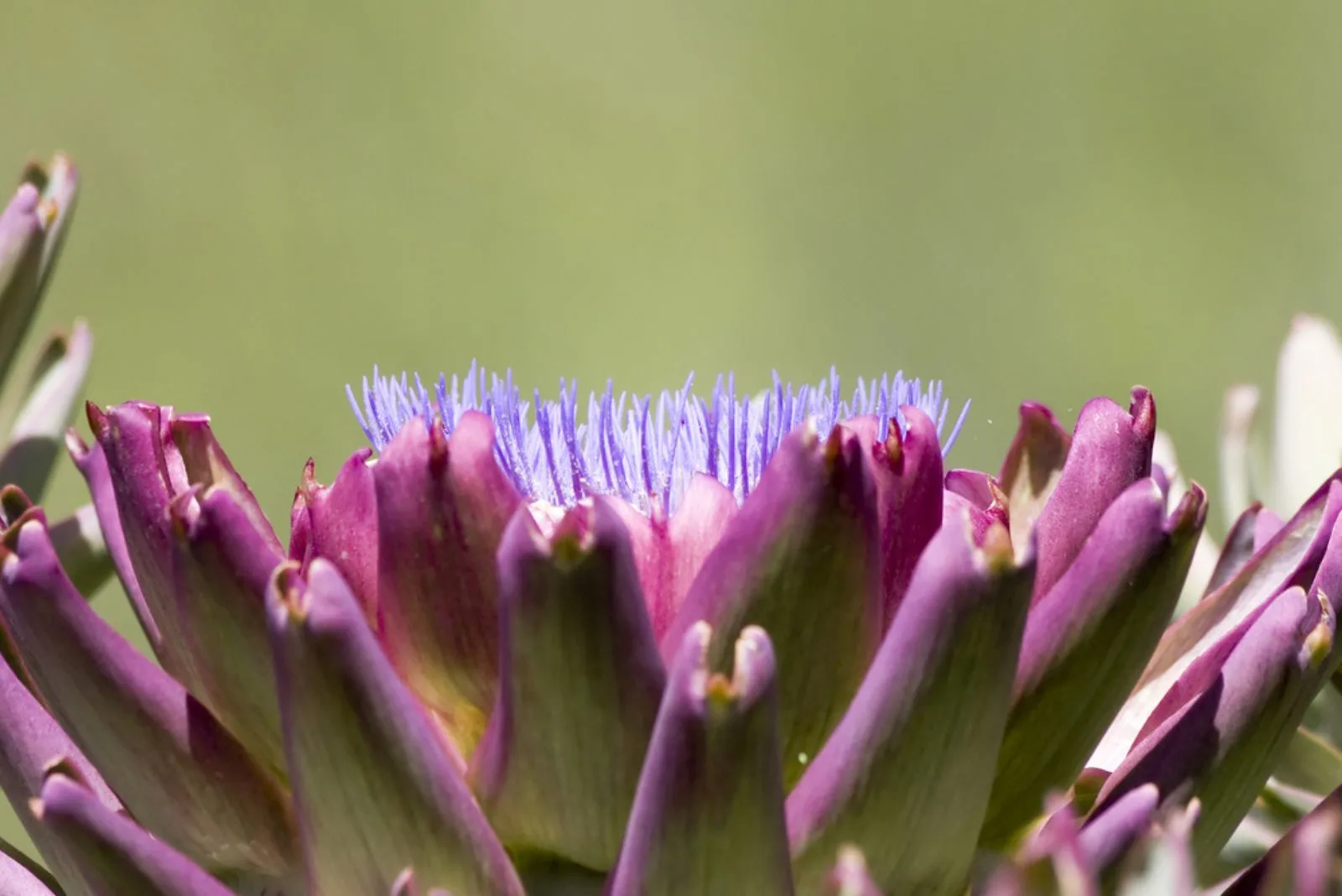 Single artichoke flower with edible petal in foreground