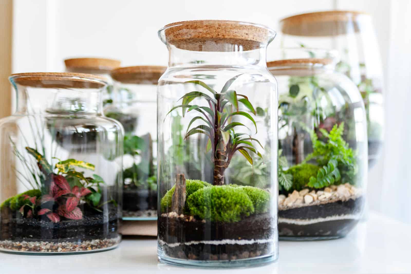 Small decoration plants in a glass bottlegarden terrarium bottle forest in a jar