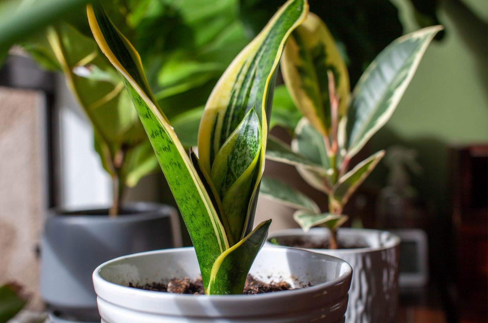 Snake Plant