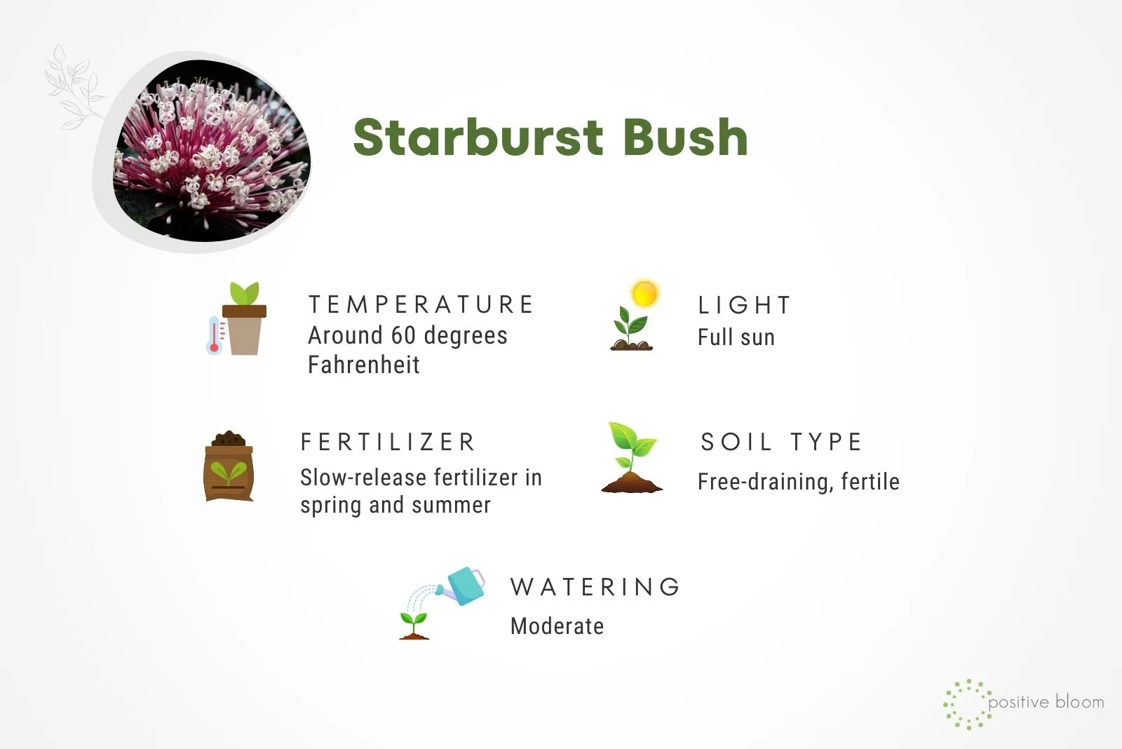 Starburst Bush