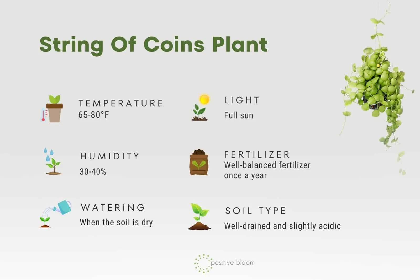 String Of Coins Plant facts