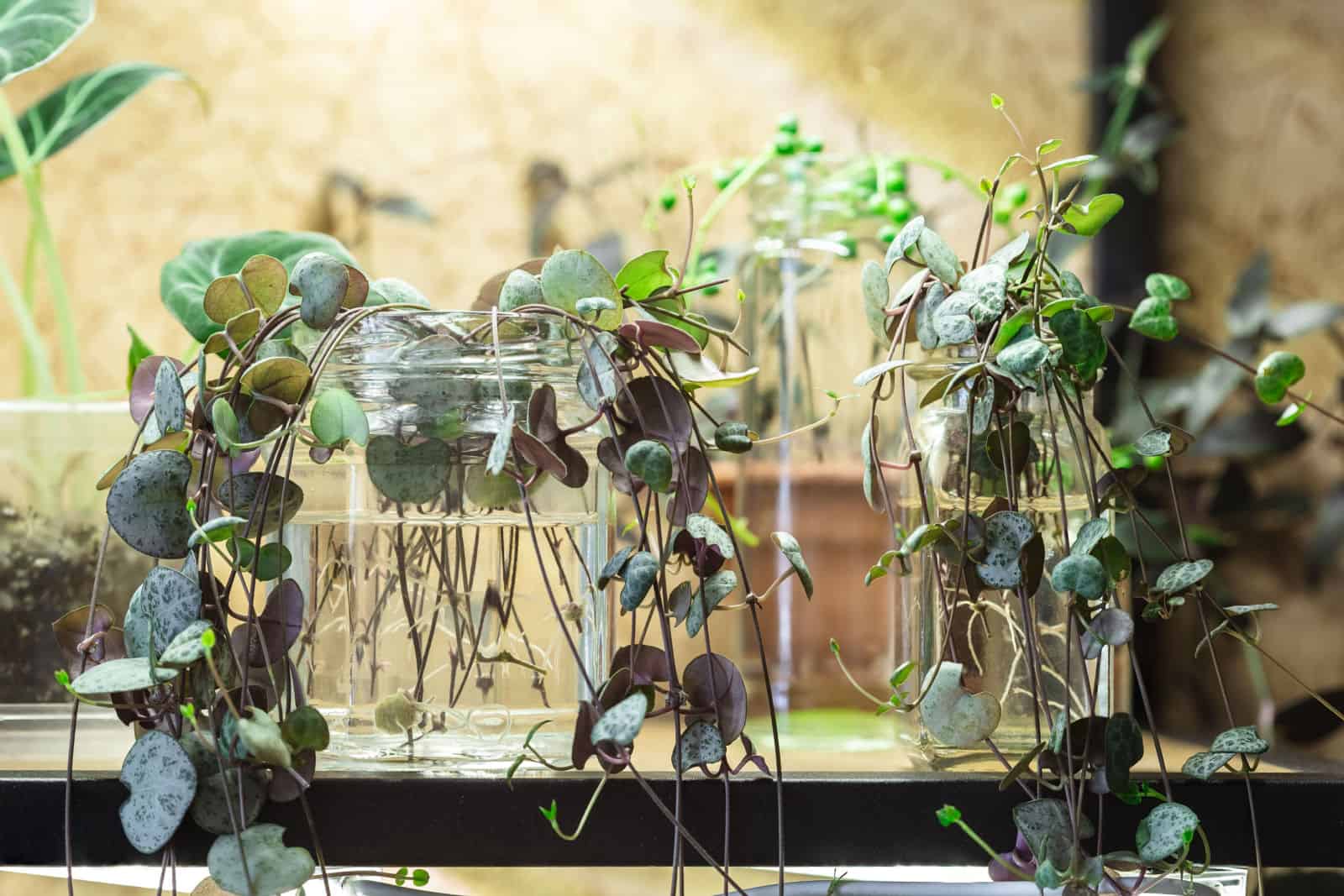 String of Hearts plant stem cuttings in glass jar