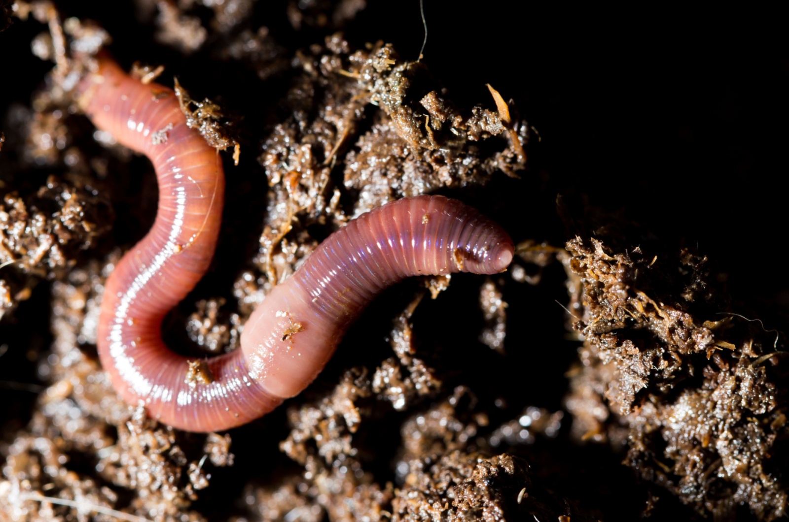 Take Down Bad Worms In Your Garden Soil With These Removal Methods