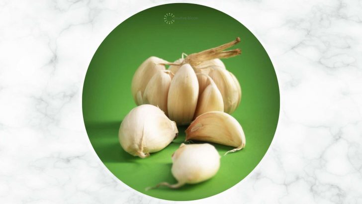 The 7 Garlic Growing Stages: A Complete Guide 