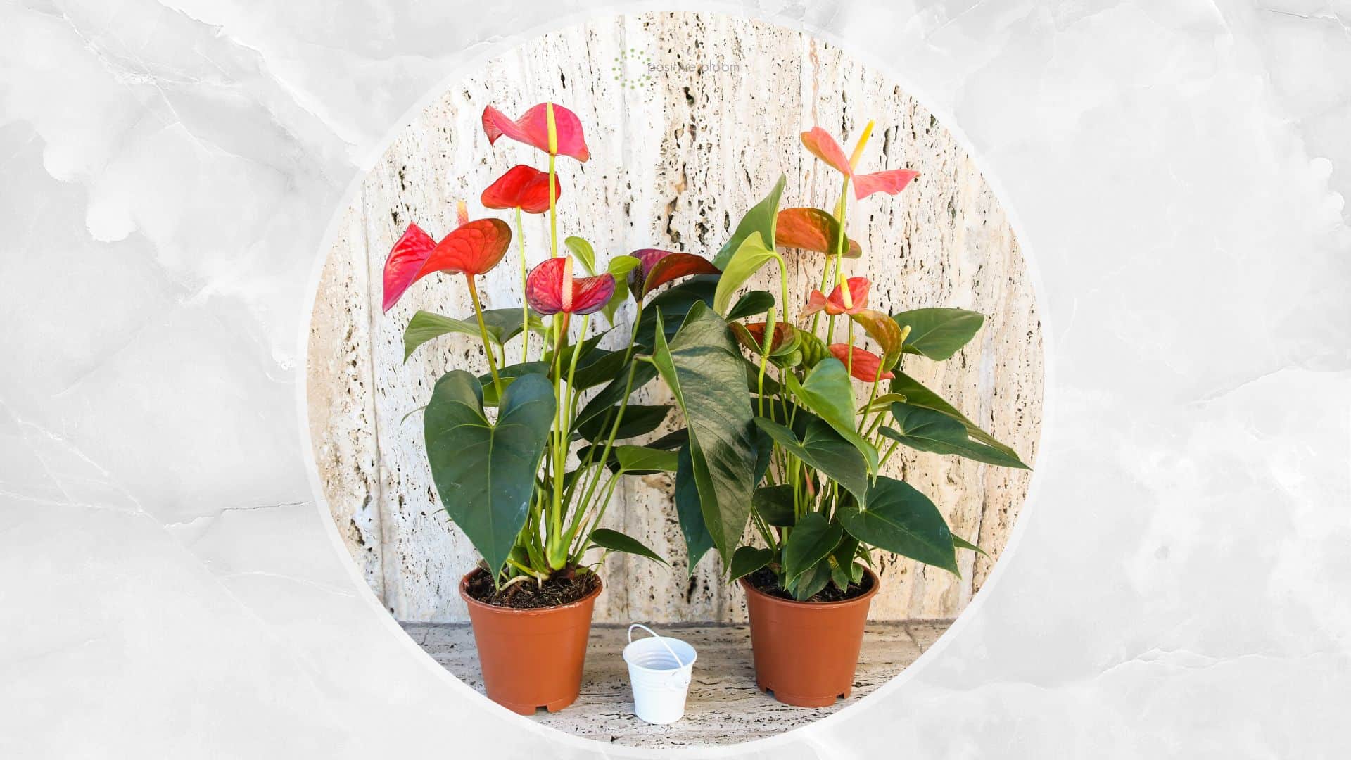 The Best Anthurium Fertilizer + How And When To Use It