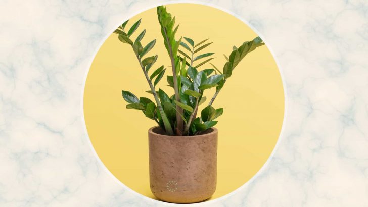 The Best ZZ Plant Care Tips + How To Solve Its Common Issues