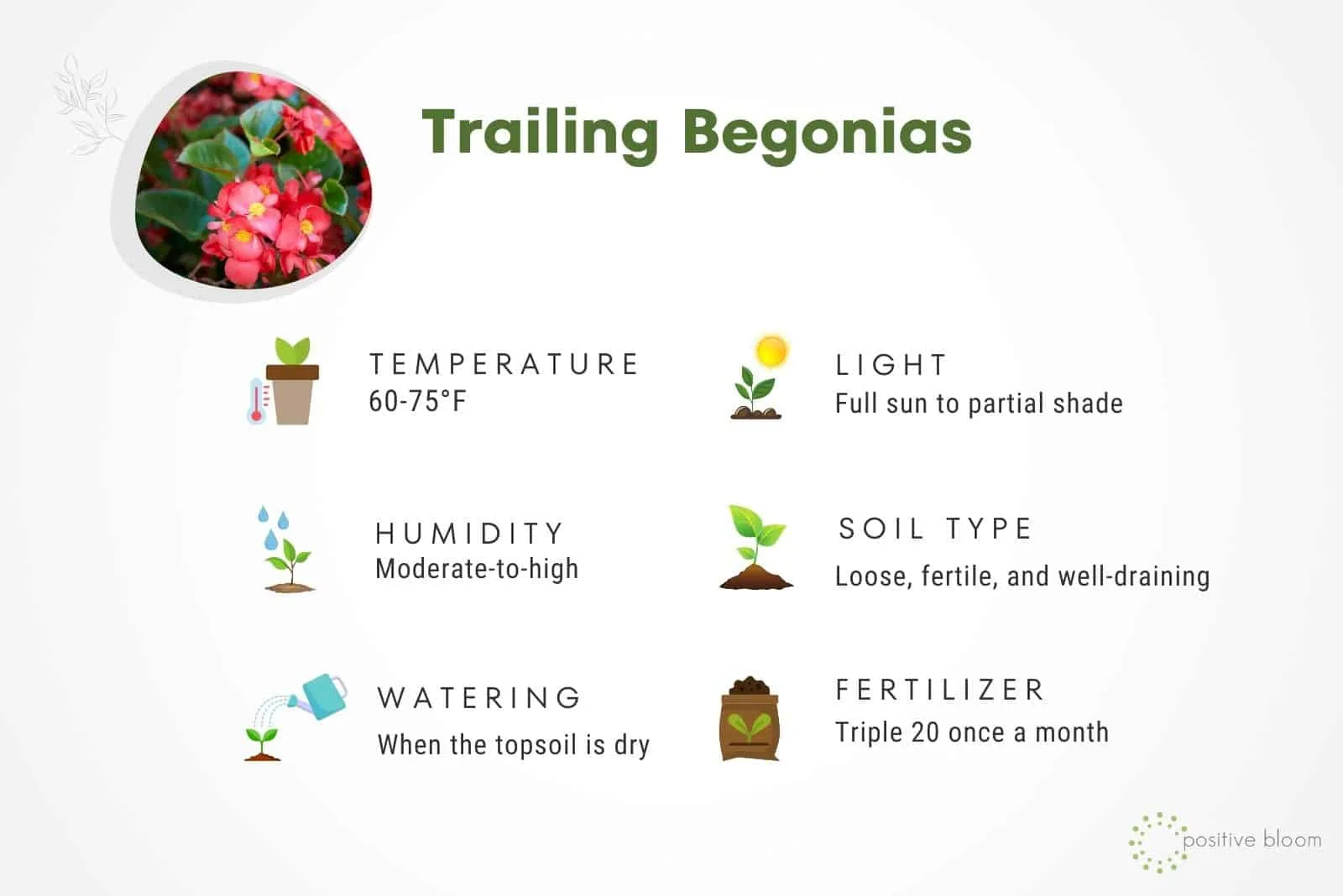 Trailing Begonias