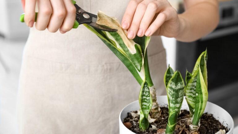 Woman trimming a snake plant