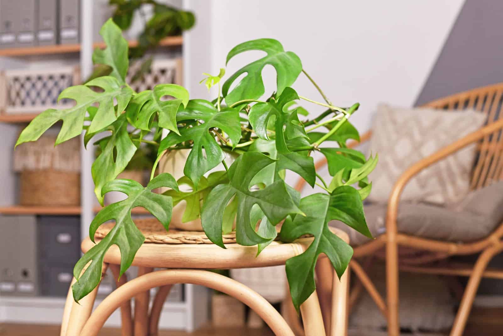 Tropical 'Rhaphidophora Tetrasperma' houseplant in flower pot on table in boho style living room
