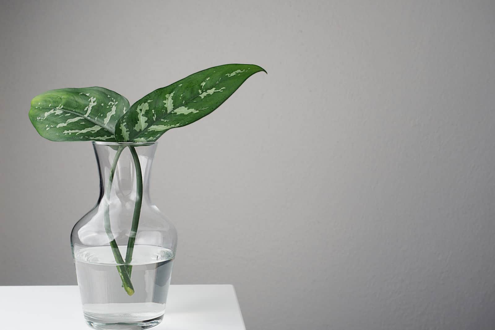 Two leaves of dumb cane plant - dieffenbachia - in glass vase on white desk