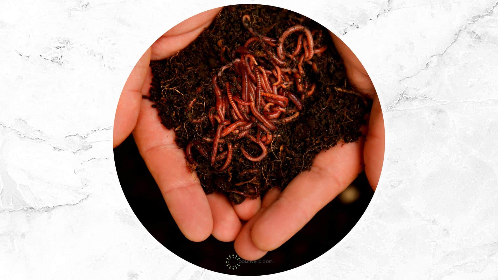hand holding bad worms in garden soil