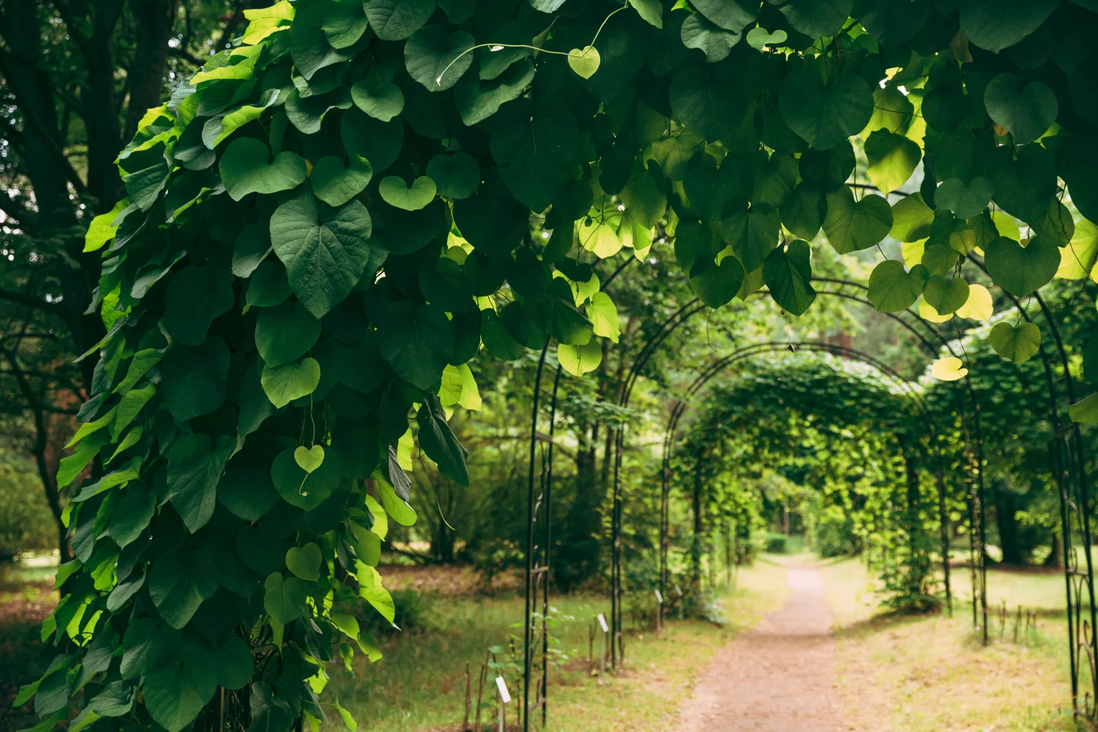 17+ Climbing Plants Fence