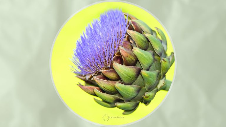 artichoke flowers