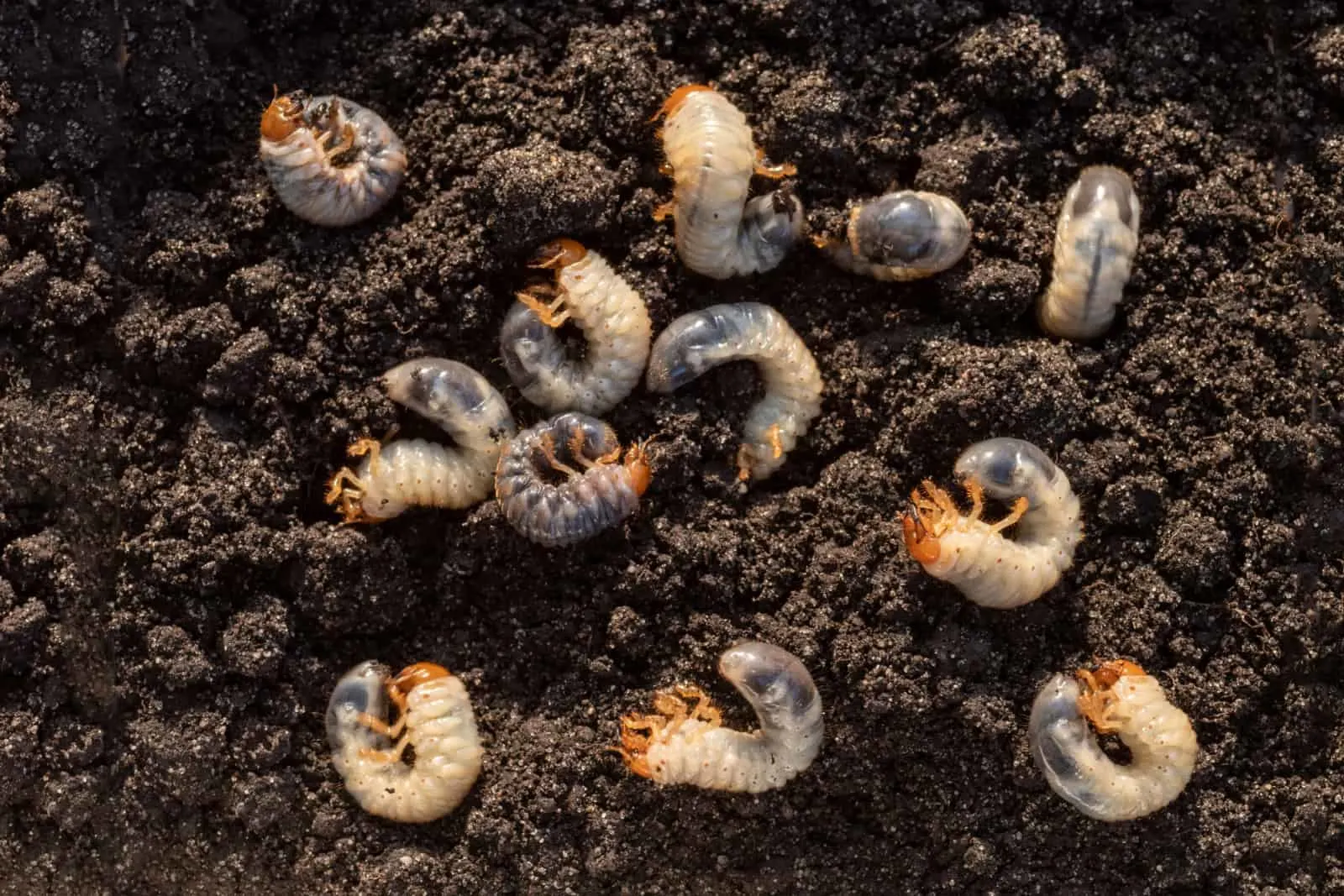 White chafer grub against the background of the soil.