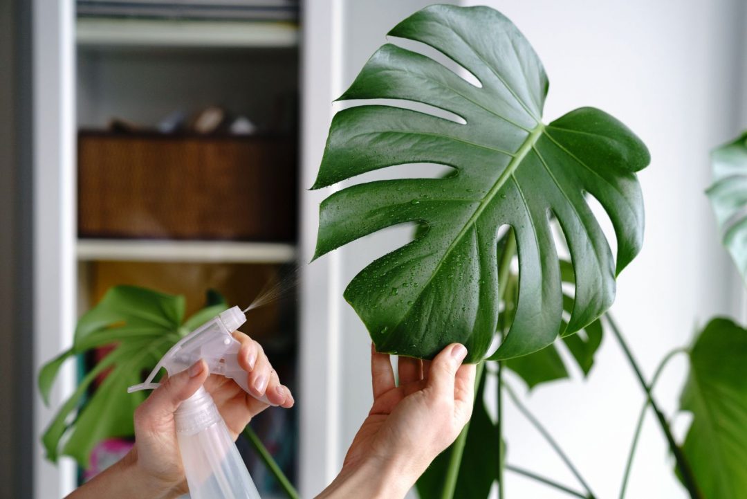 How To Clean Monstera Leaves And Make Them Shiny