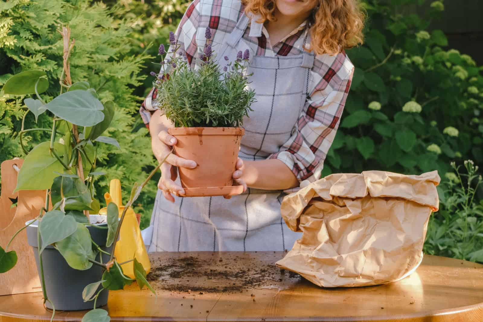 Young woman gardener transplanting lavender plant into ceramic pot in backyard garden