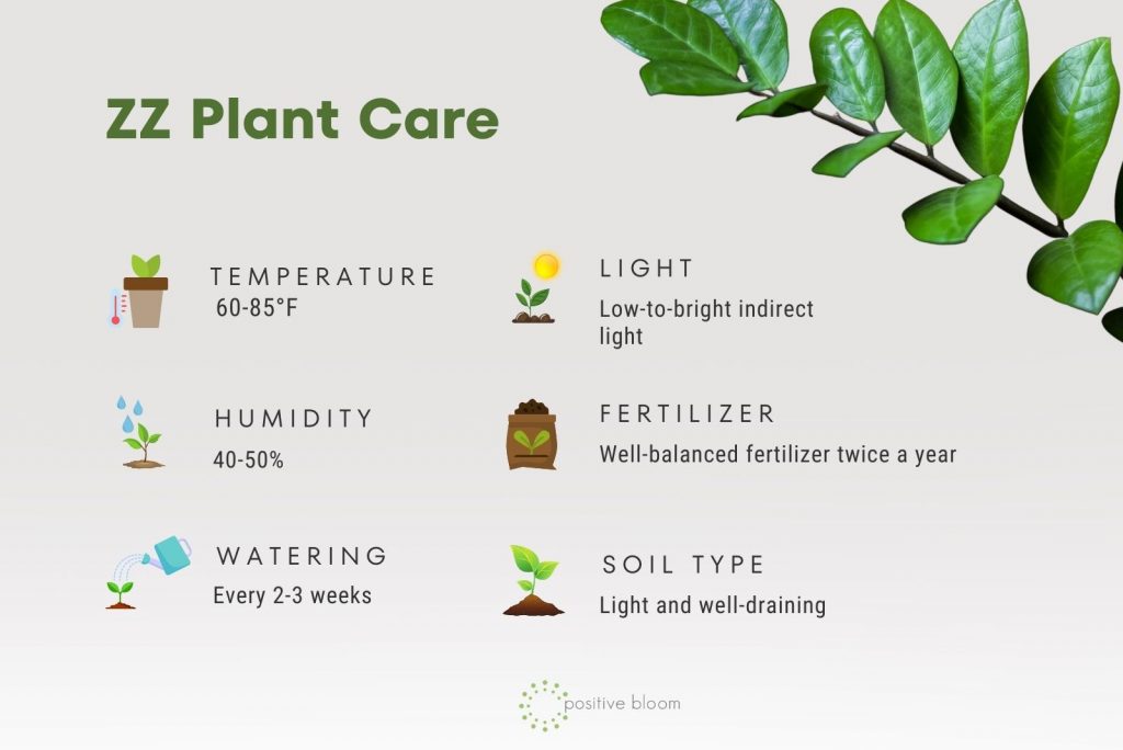 The Best ZZ Plant Care Tips + How To Solve Its Common Issues