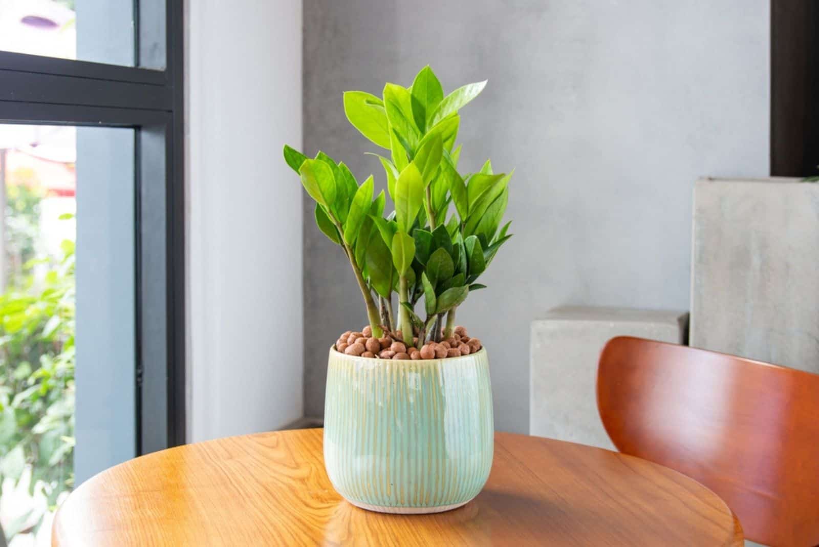 ZZ plant in a white pot on a wooden table