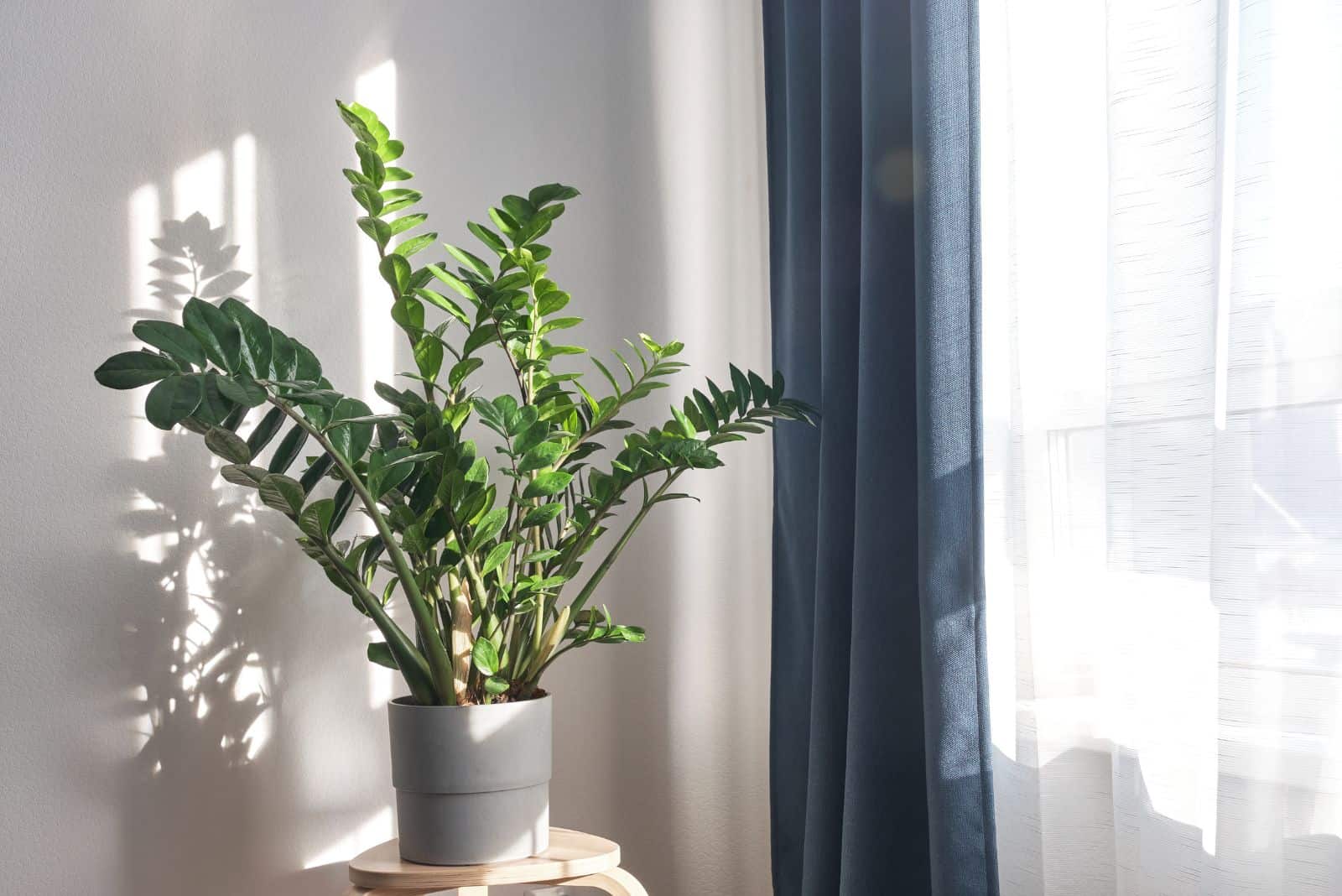 Zamioculcas zamiifolia in a pot on a wooden stool