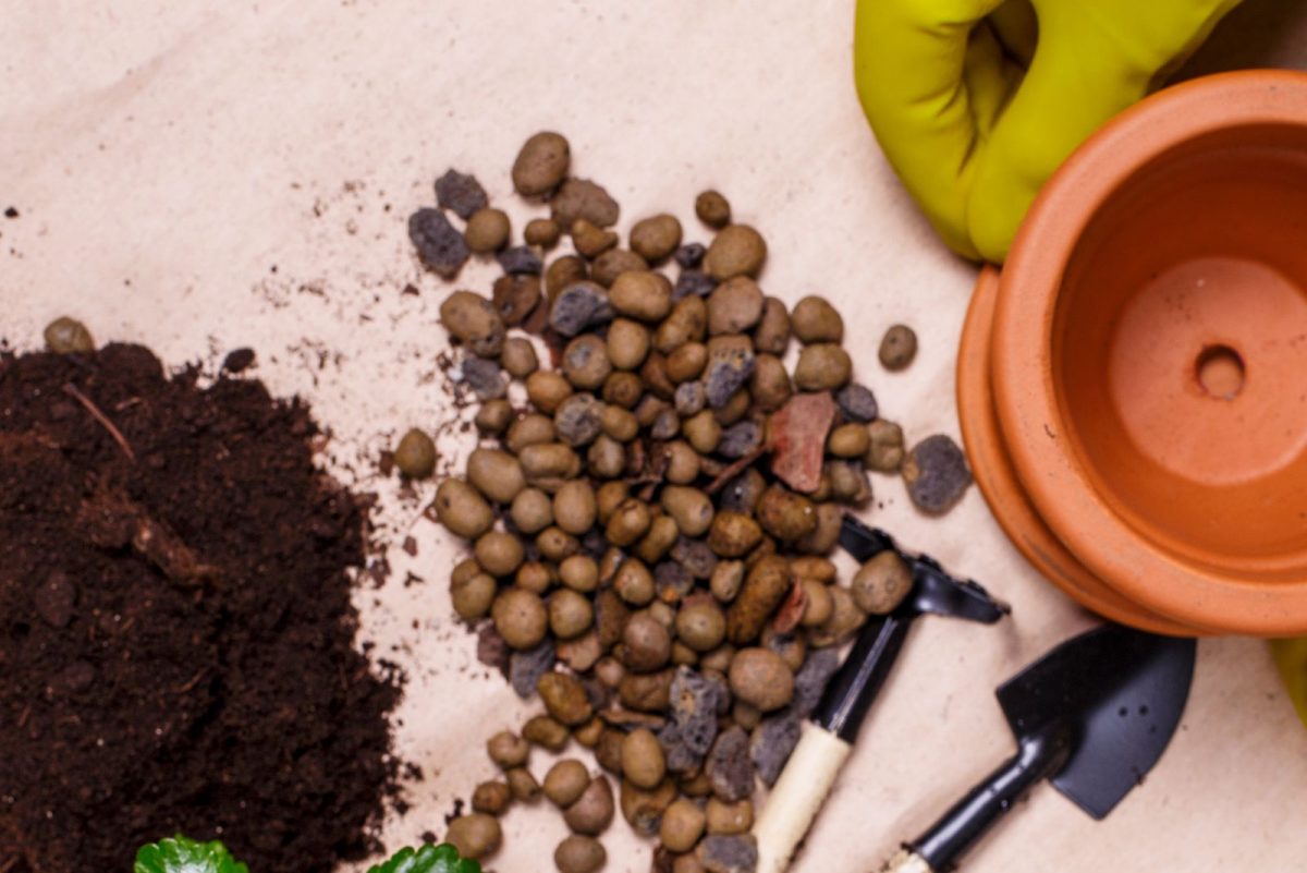 10 Causes Of Peperomia Root Rot + Signs And Solutions