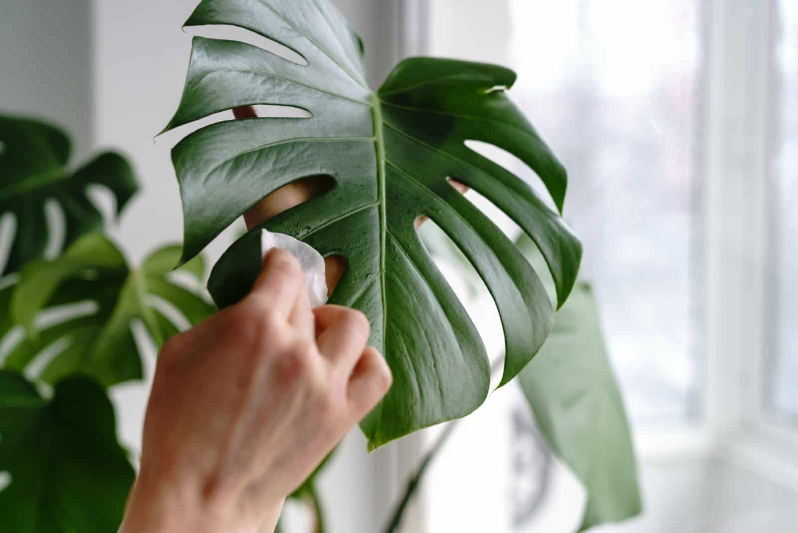 a woman cleans a sheet of monstera