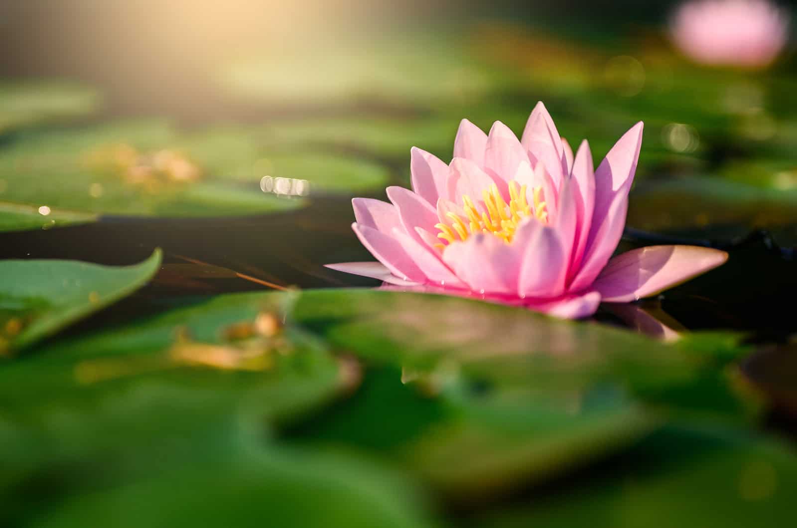 beautiful lotus flower on the water