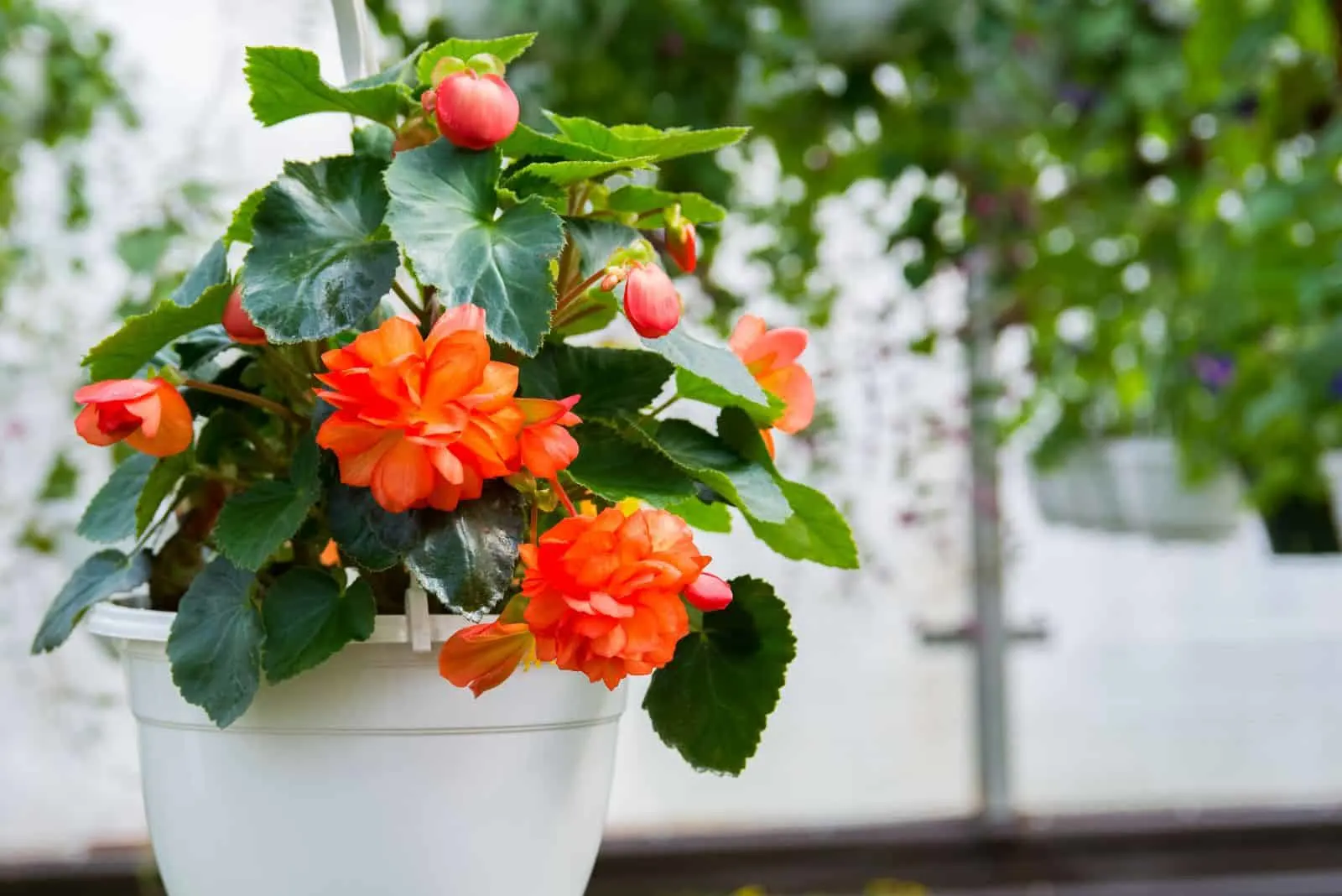 begonia in a white pot