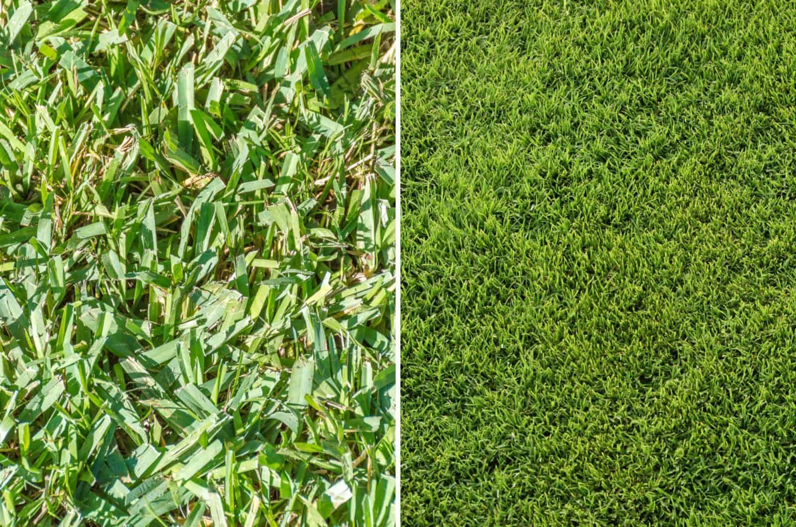 bermuda vs centipede grass comparison