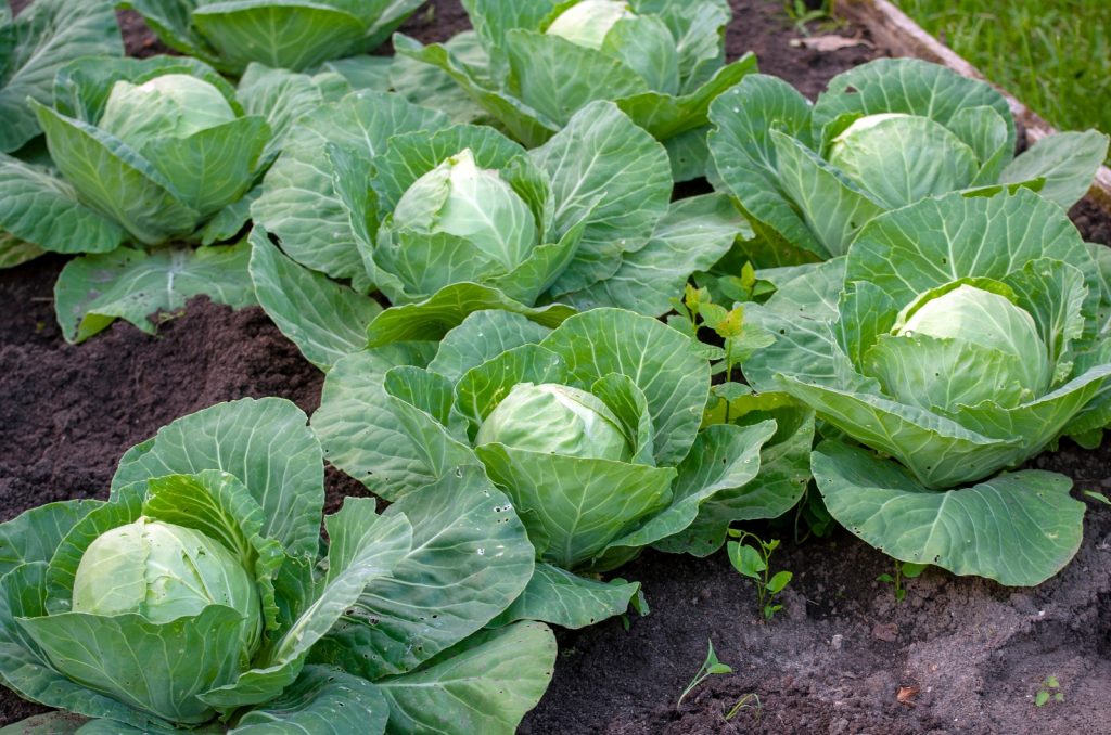 The 9 Cabbage Growing Stages   How To Grow This Vegetable