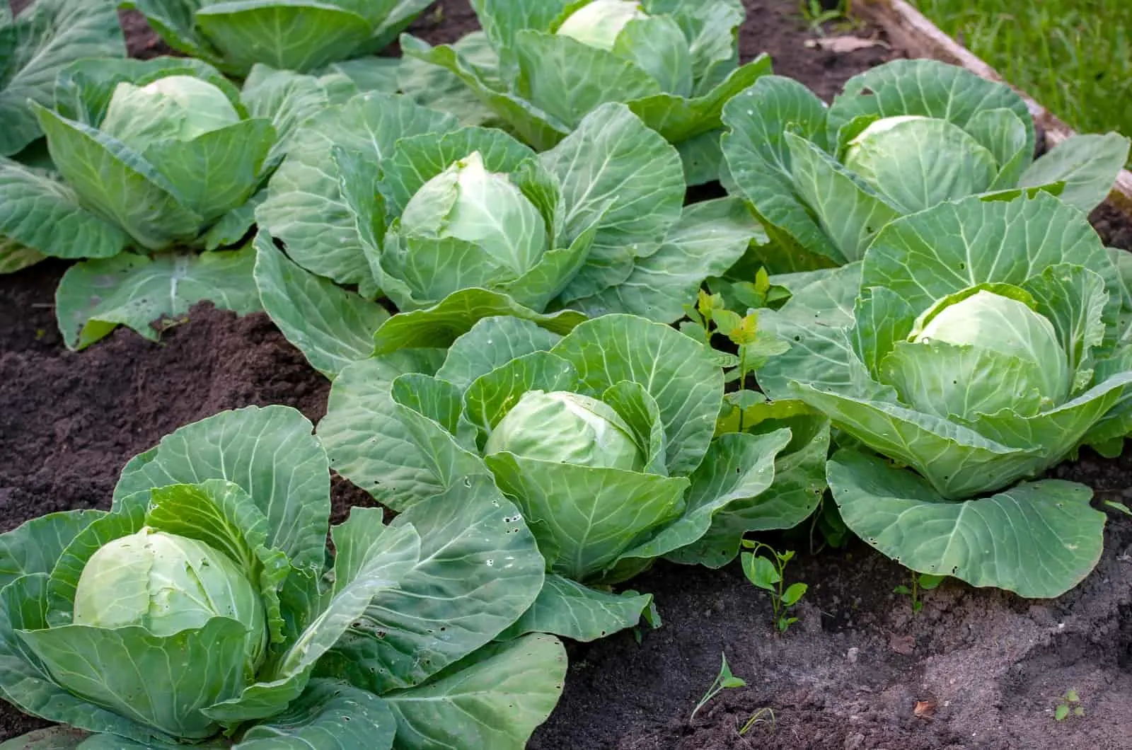 23+ Cabbage Plant Growth Stages FlettGaspard