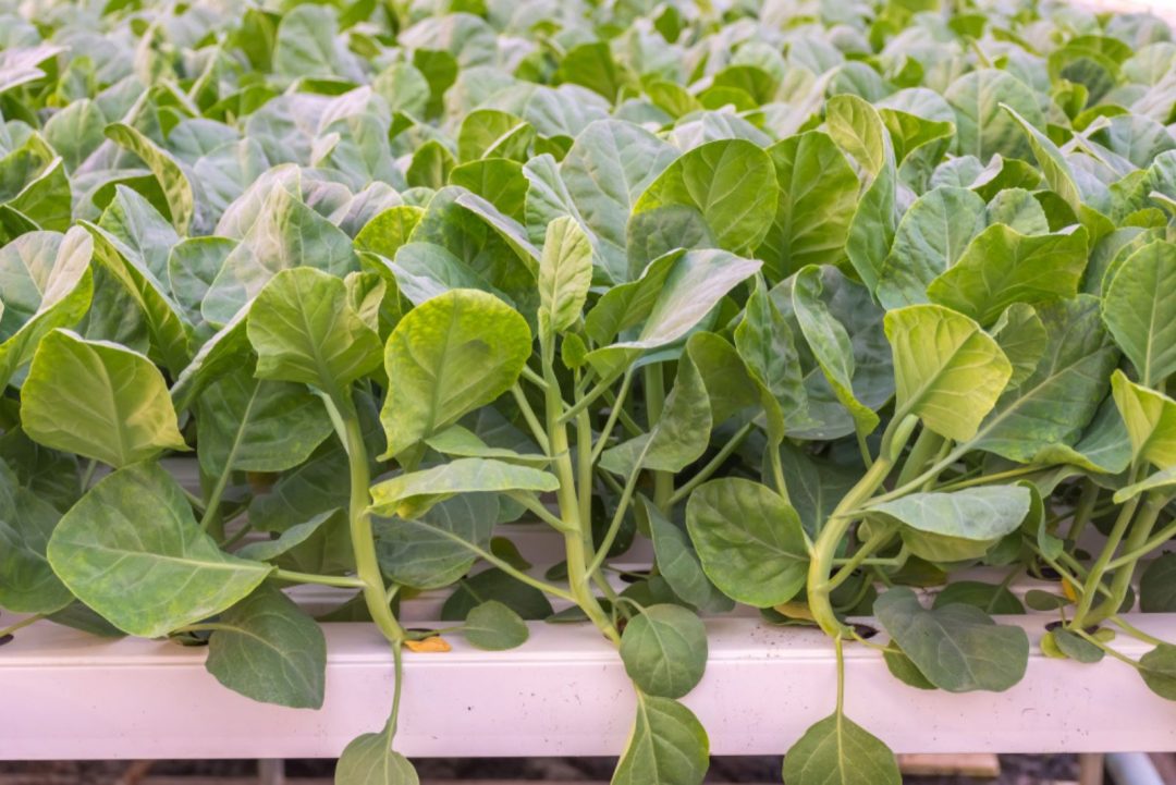 Helpful Tips And Tricks On How To Grow Hydroponic Broccoli