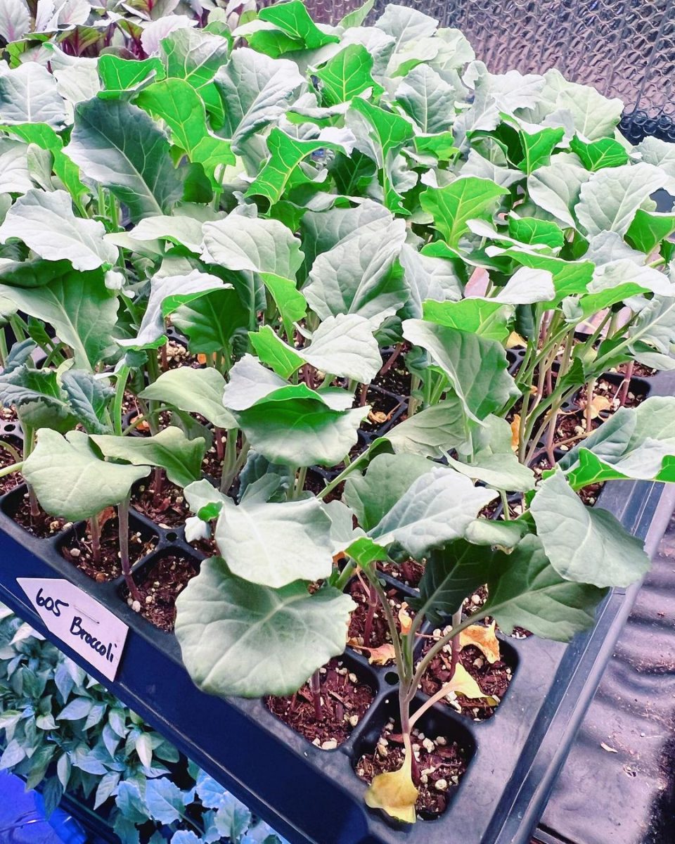 Helpful Tips And Tricks On How To Grow Hydroponic Broccoli