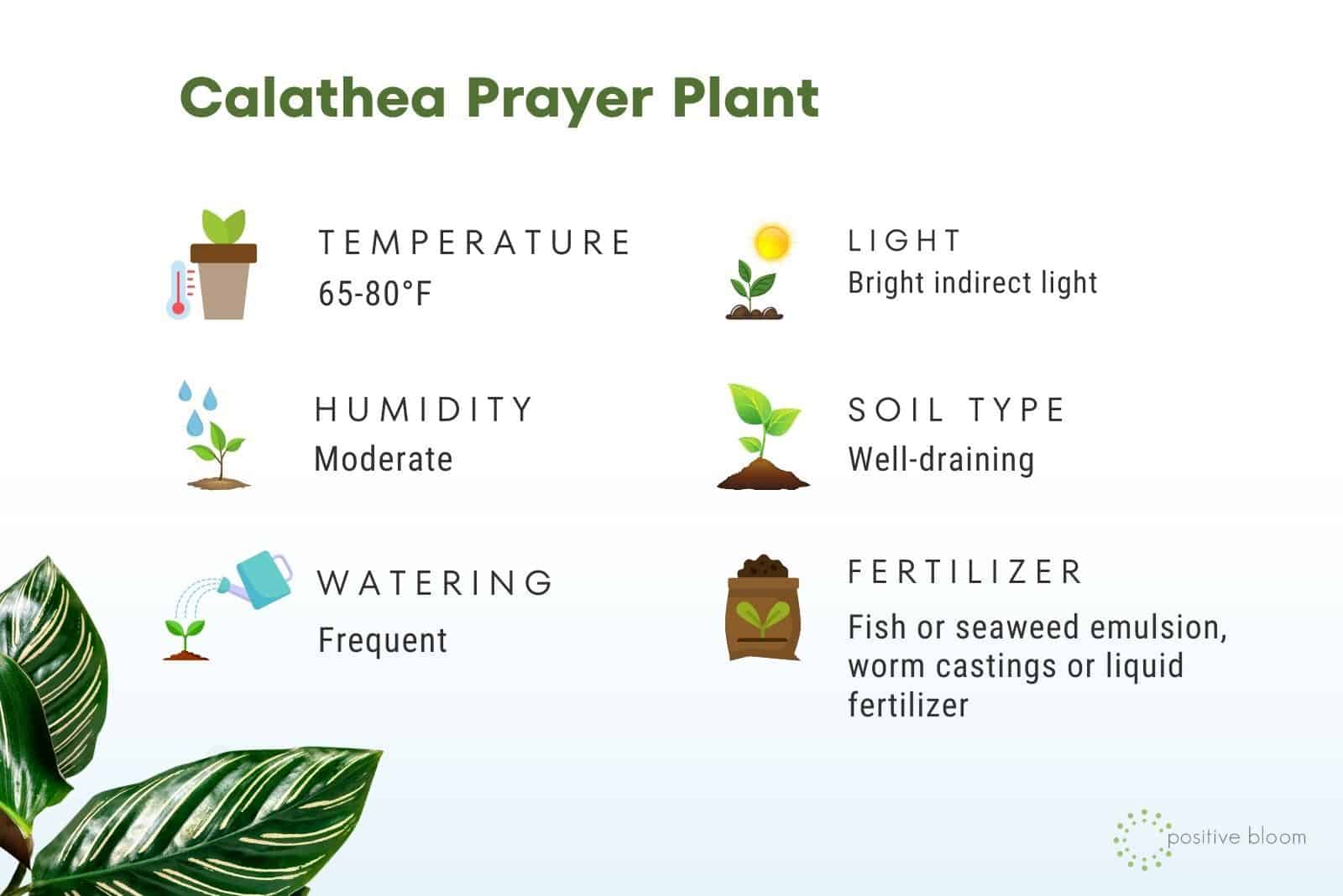 calathea prayer plant facts