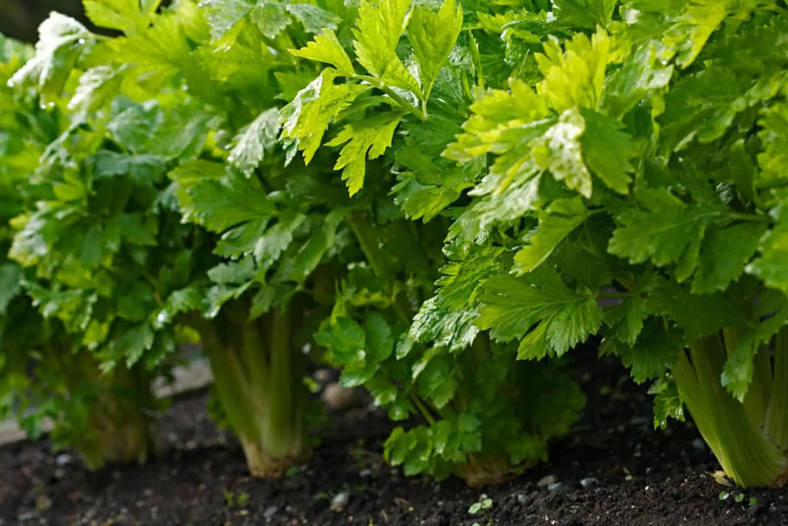 celery in a garden
