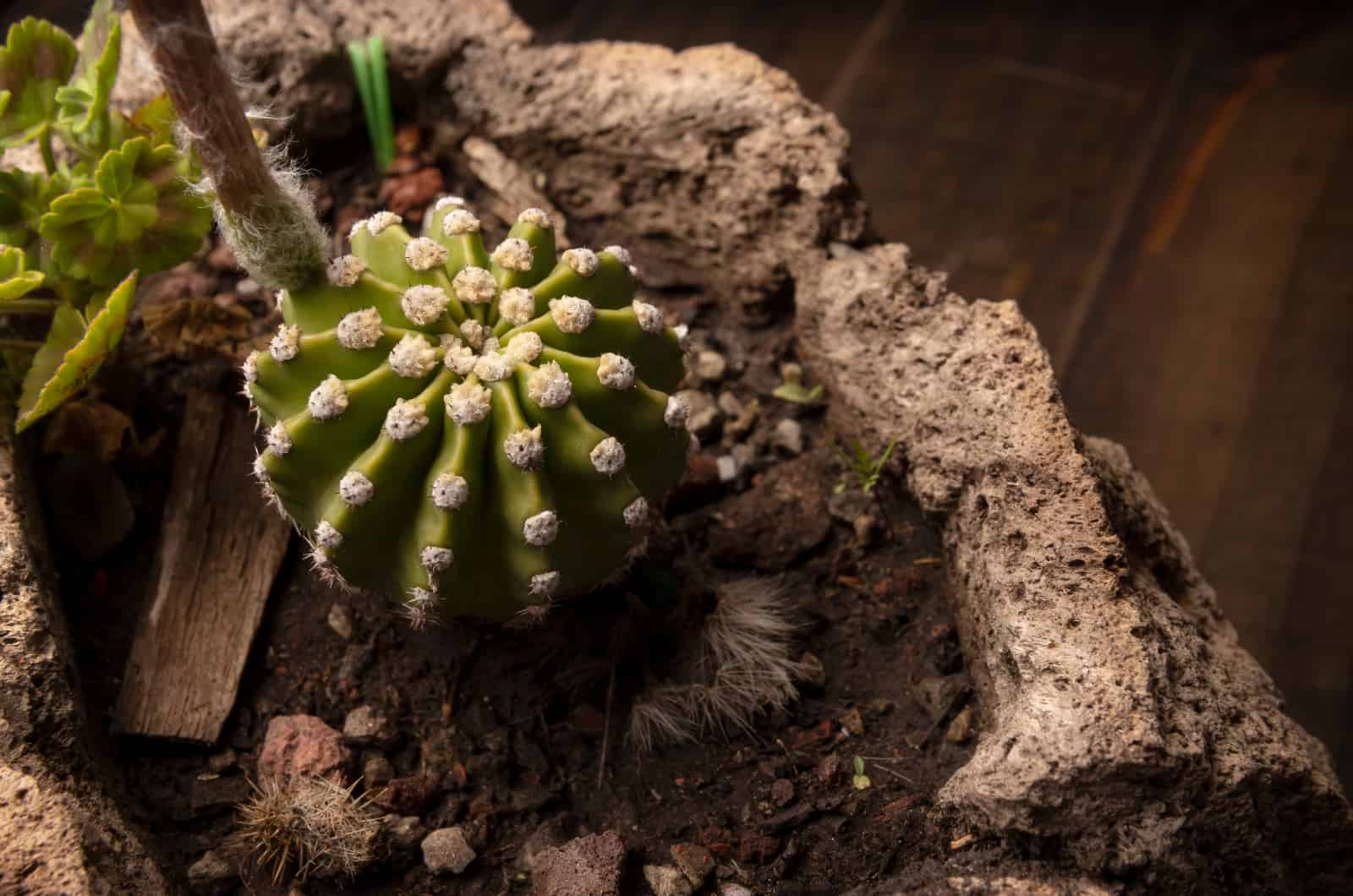 close shot of Domino Cactus in pot