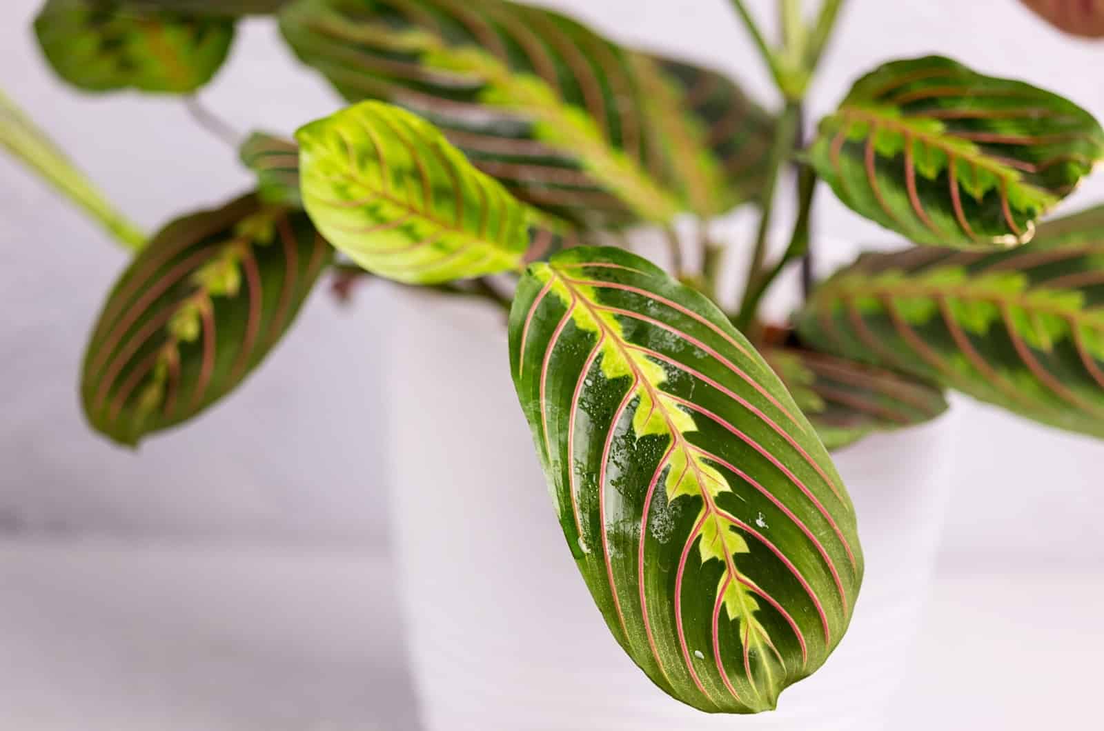 close shot of Maranta Prayer Plant in white pot