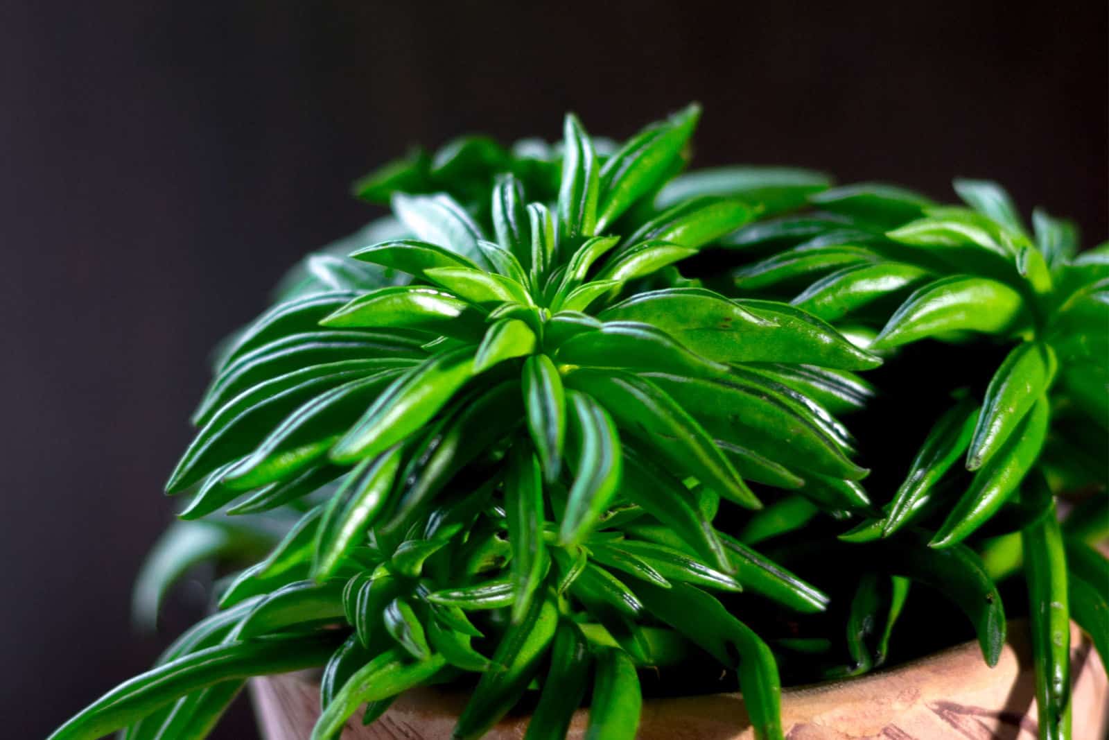 close up, Peperomia ferreyrae in a clay pot as home plant