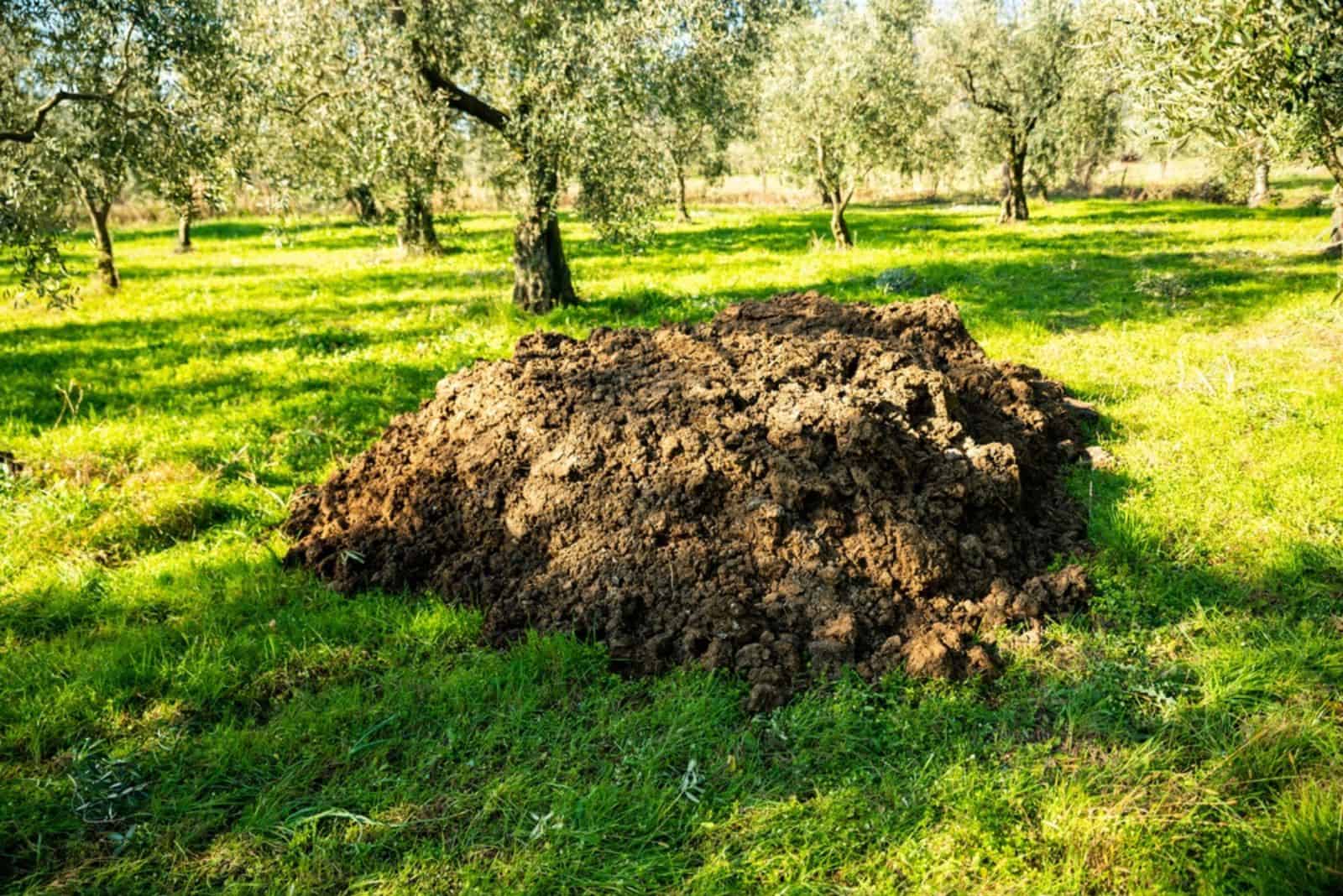 cow manure for fruit trees