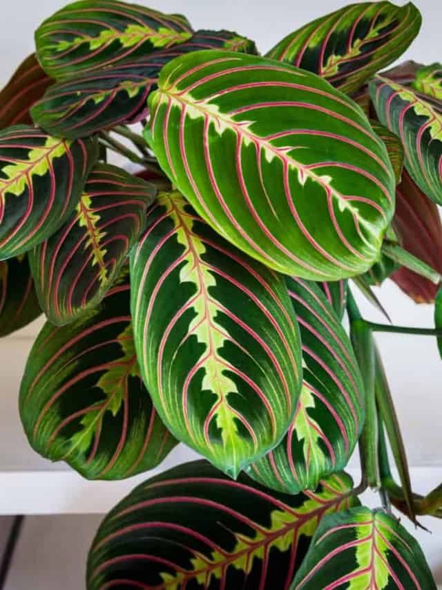 The Behavior Of Prayer Plants At Night